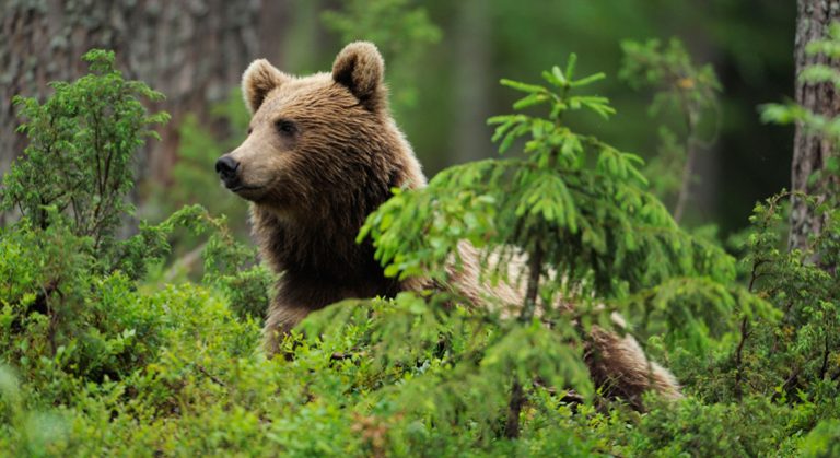 Romania increases 2014-2020 biodiversity spending by €130 mln ...