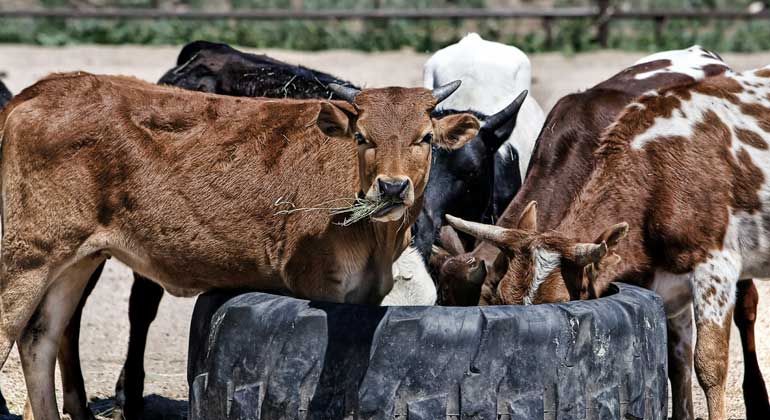 Die 20 größten deutschen Fleisch- und Milchproduzenten schädigen das Klima massiv